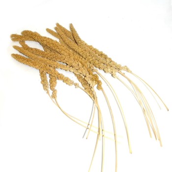 ارزن خوشه ای LAROY 2