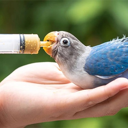 سرنگ سرلاک پرندگان