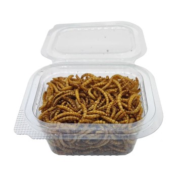 کرم میلورم 2