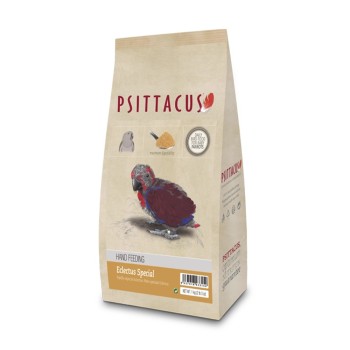 سرلاک طوطی اکلکتوس سیتاکوس