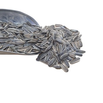 تخمه خام درشت