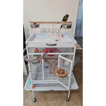 قفس بزرگ عروس هلندی 2