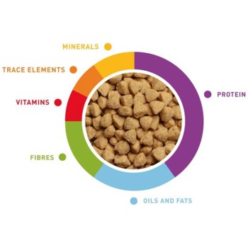 پلت طوطی پادوان 2