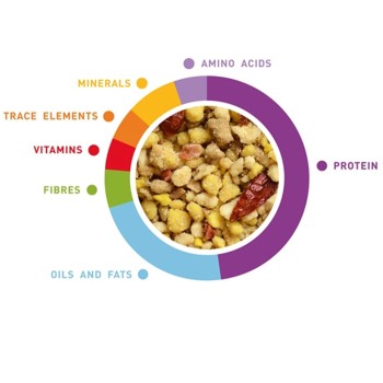 مکمل نرم غذایی عروس هلندی 2