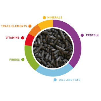 پلت مشکی مرغ مینا پادوان 2