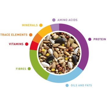 دان مخلوط ولنس طوطی برزیلی 2