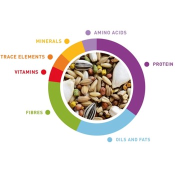 دان مخلوط ولنس پادوان عروس هلندی 2