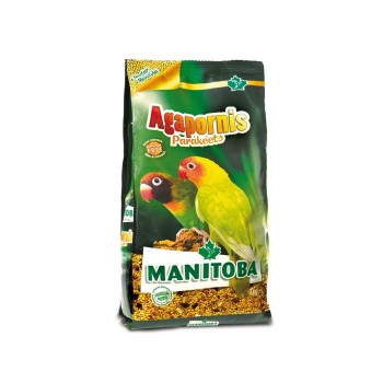 دان مخلوط طوطی آفریقایی منیتوبا