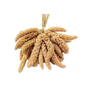 ارزن خوشه ای