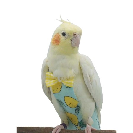 پوشک عروس هلندی