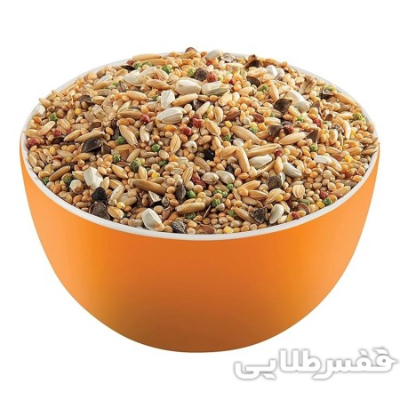 دان مخلوط طوطی آفریقایی ورسلاگا African Parakeet