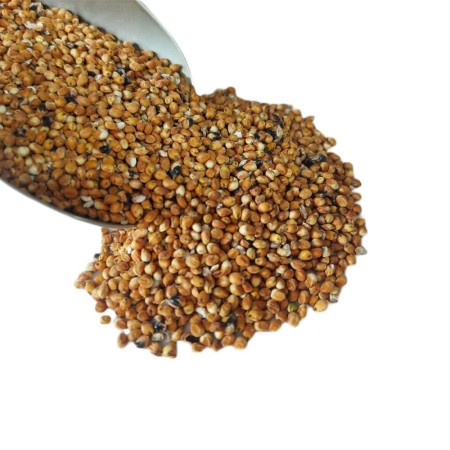 بذر سورگوم قرمز