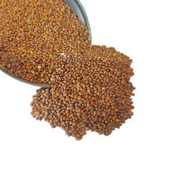 بذر ترب سفید