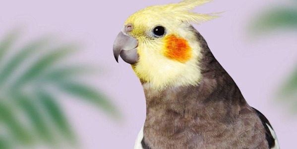 نکاتی در رابطه با عروس هلندی